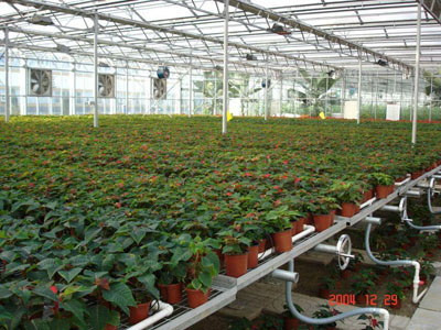 温室具备哪些育苗装备，可加速蔬菜工业现代化历程？